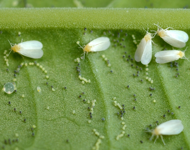Aphids - Pesky Little Sap Suckers
