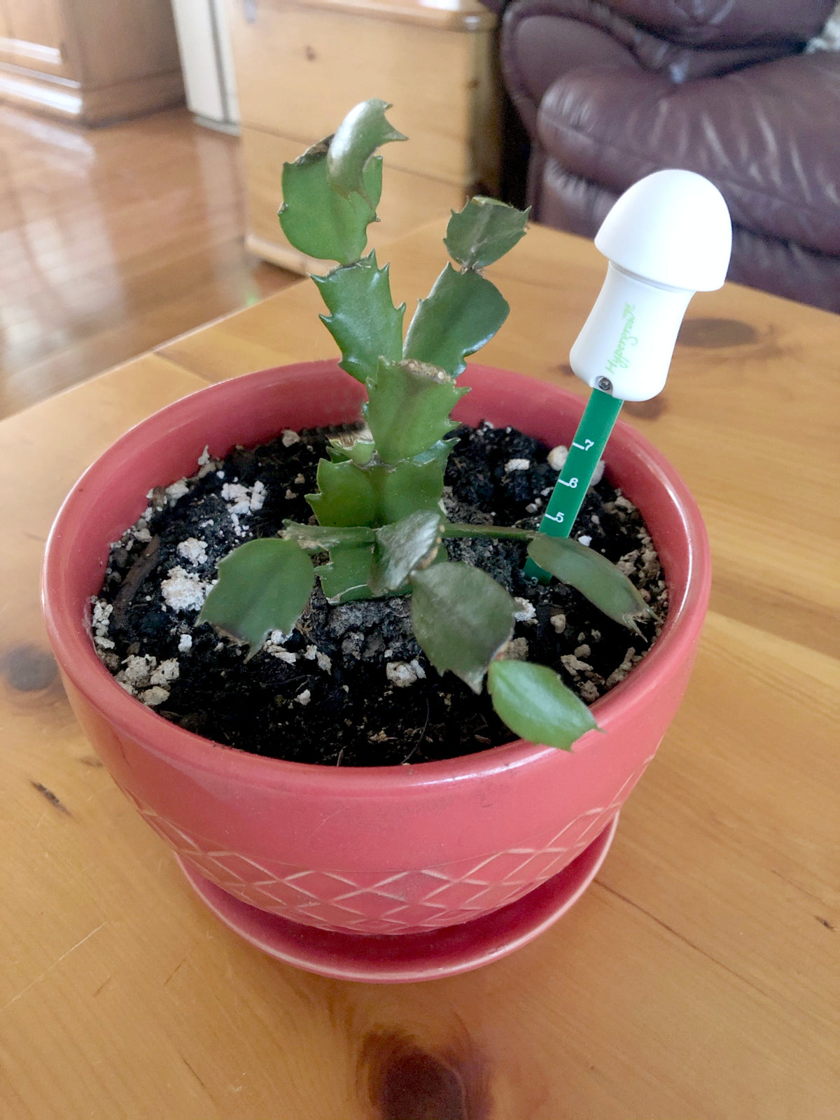 Automatic Soil Moisture Meter - Alerts you when to water! (3+1 FREE)