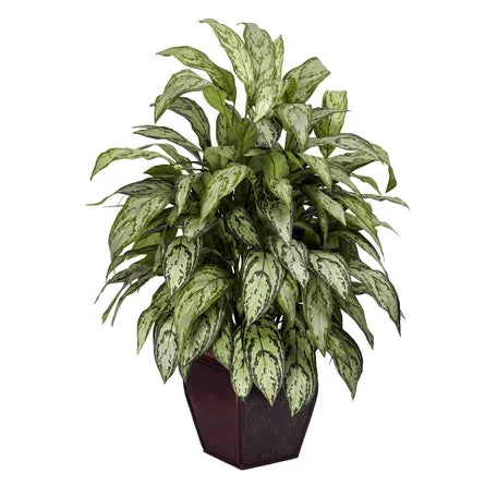 Chinese Evergreen - A Low Maintenance Plant
