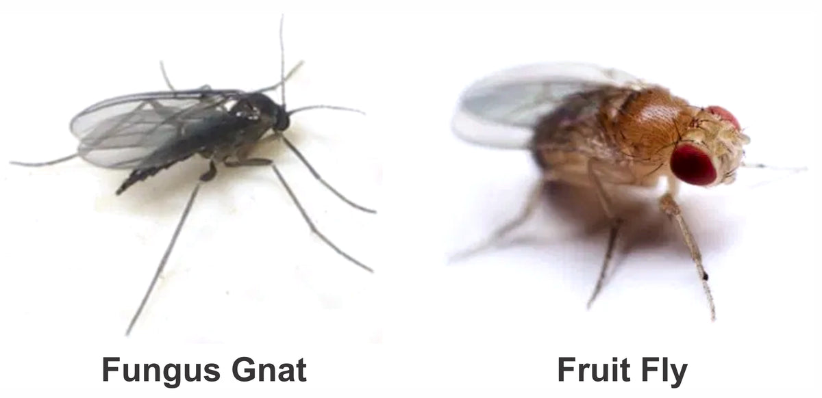 Fruit Flies vs. Fungus Gnats - What's the difference?