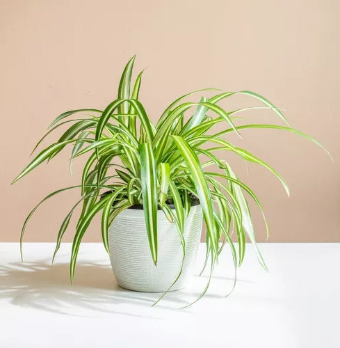 Houseplants that thrive in low light