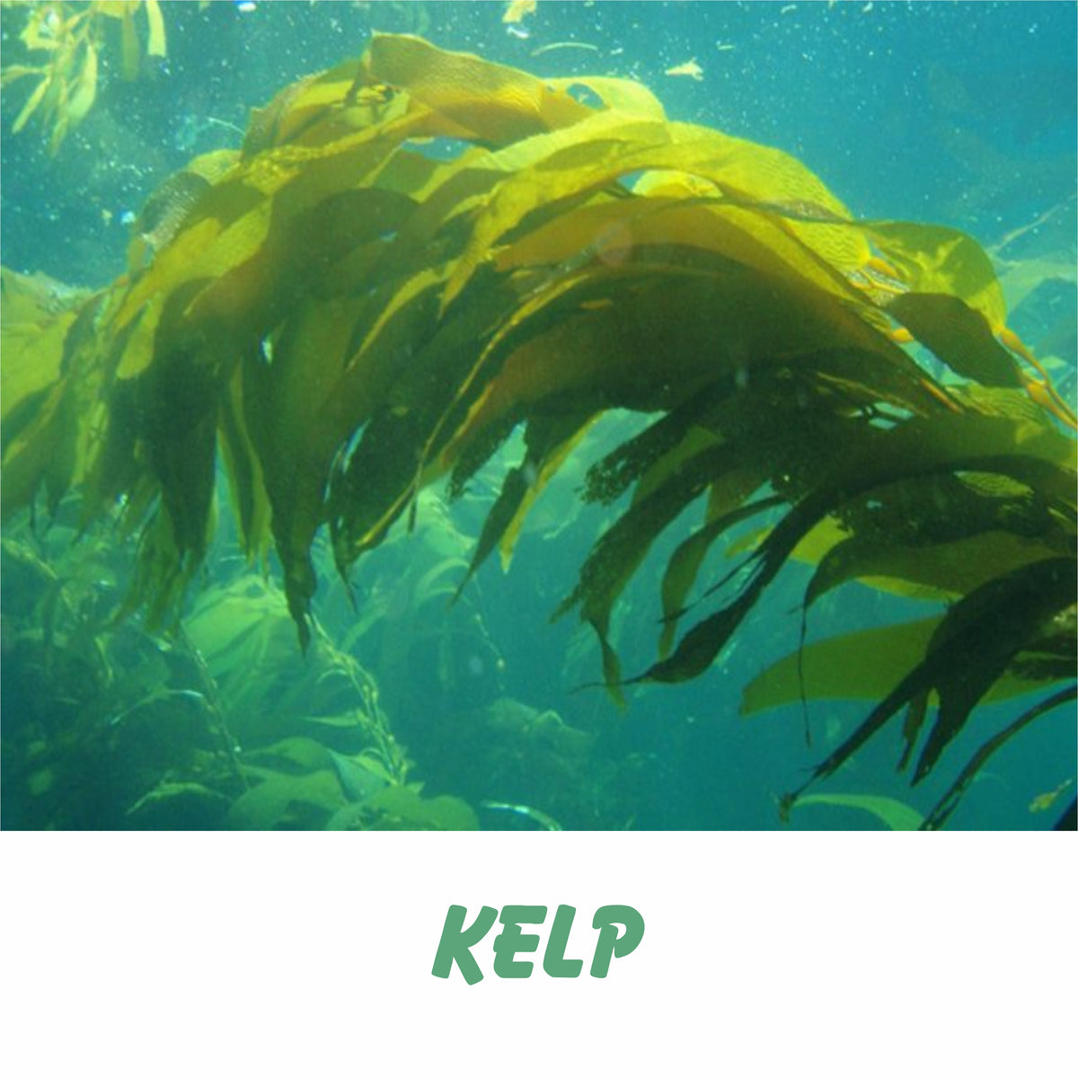 Kelp – The Organic Super Fertilizer