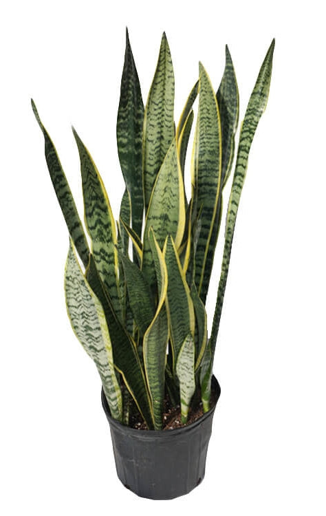 The Snake Plant - Low Maintenance, Low Light