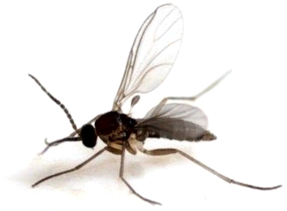 Fungus Gnats - Win the war, not just the Battle!