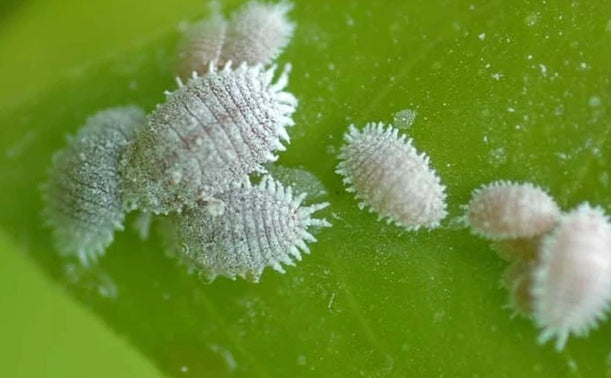 Mealybugs just won't go away? We have the cure!