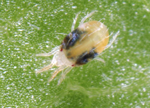 Spider Mites - Get Ready To Go To War!