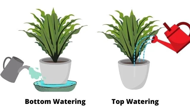 Top Watering vs. Bottom Watering - Which is best?