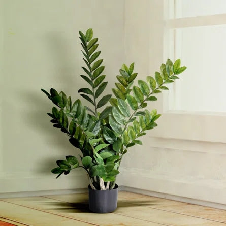 ZZ Plants - Great for low light environments